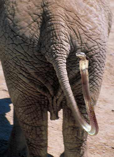 Фотографии животных слоны