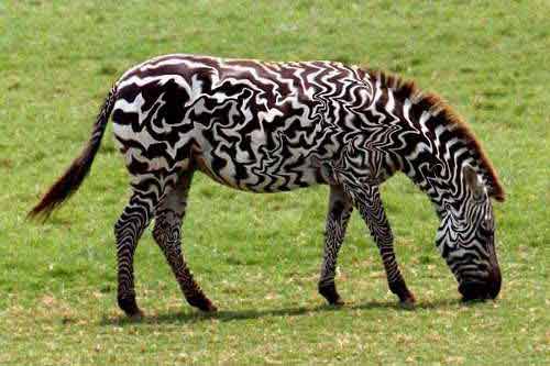 Животное зебра