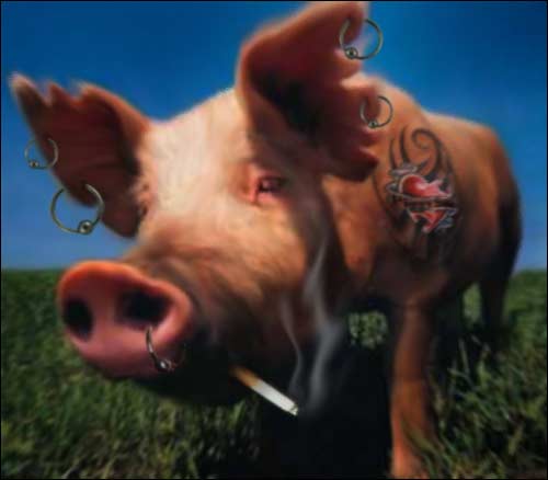Фотоприкол открытки свинья