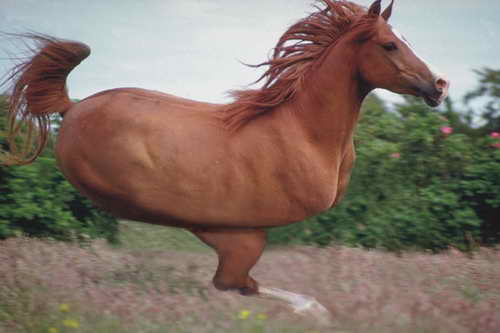 Фото коней