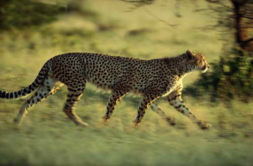 Животные леопард