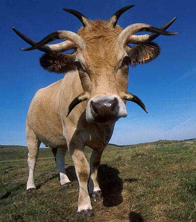 Прикольная корова фото