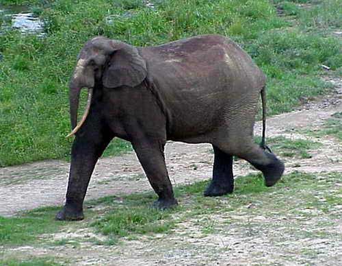 Прикольный слон