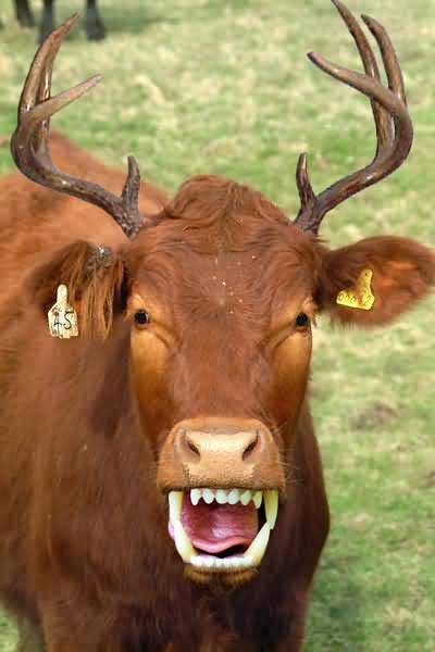 Смешные картинки коровы