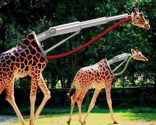 Прикольные жирафы