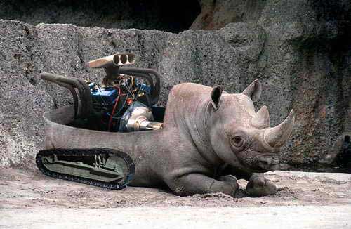Фотоприколы носорог