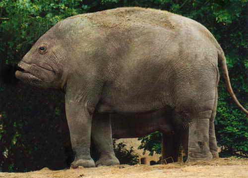 Прикольный слон