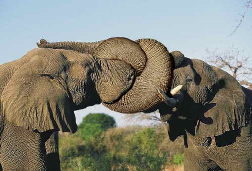 Фото слона бесплатно